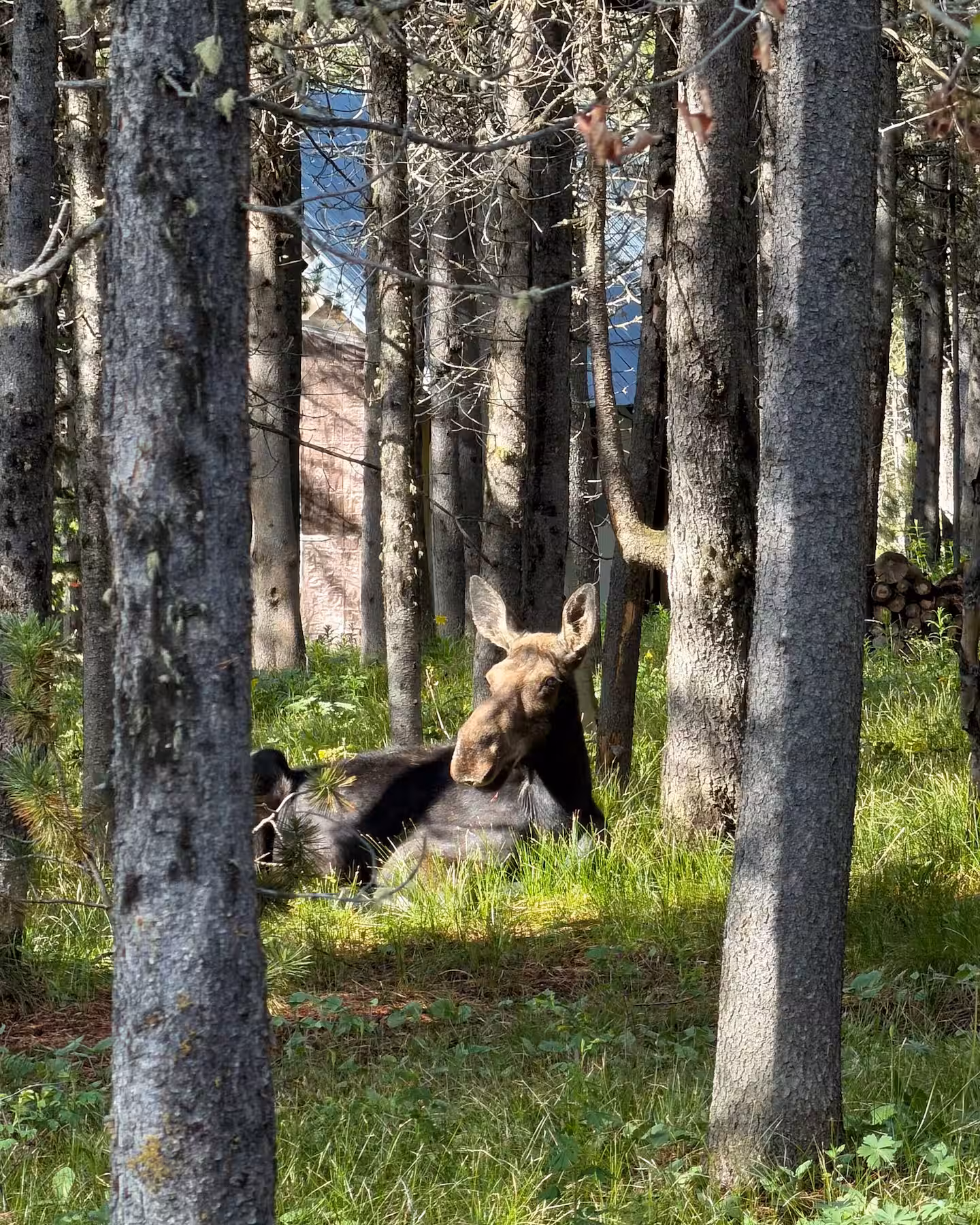 Moose bedded down in the lodgepole pines near the cabin